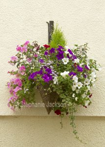Hanging basket with pink, white and purple petunias.