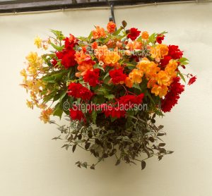 Hanging basket with red and orange begonias.