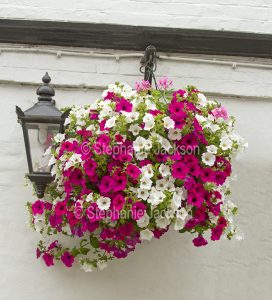 Hanging basket with red and white petunias.