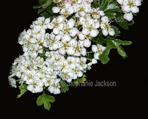 British wildflowers, cluster of perfumed flowers of Hawthorn, Crataegus monogyna, an evergreen tree.