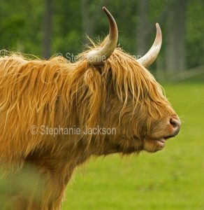 Shaggy highland cattle, a breed that's native to Scotland, are perfectly adapted for life in the highlands.