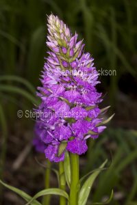 British wildflowers, Robust Marsh Orchid, Dactylorhiza elata.