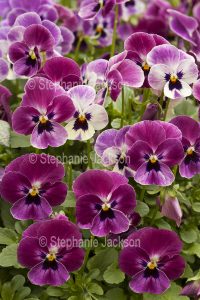 Purple pansy flowers, an annual plant.