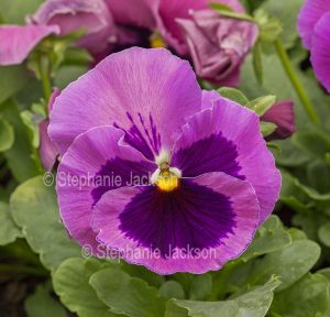 Purple flower of Pansy.