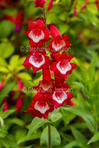 Red and white flowers of Penstemon.