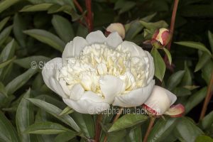 Double white perfumed flower of Peony Paeonia lactifolia 'Charlie's White', an herbaceous plant.