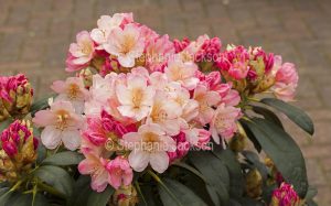 Pale pink flowers of Rhododendron 'Golden Torch'.