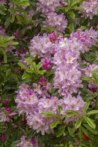 Pink and white flowers of rhododendron