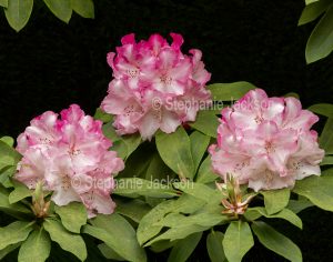 Pink and white flowers of rhododendron