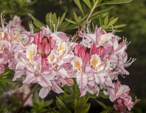 Cluster of pale pink rhododendron flowers