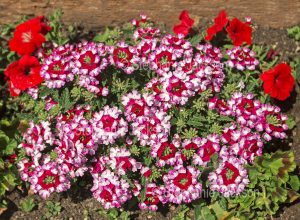 Pink and white flowers of Verbena cultivar, aground cover / rockery plant.