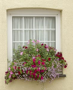 Window box with mass of red and pink petunia flowers and pink lobelia.