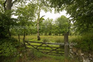 English countrysifde, Farm gate and rural landscape in Dartmoor National Park in Devon, England.