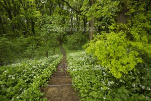 Woodland forest, Path / walking track, with steps lined with wild garlic, leading through Longacre wood, near Dutton in Cheshire, England.