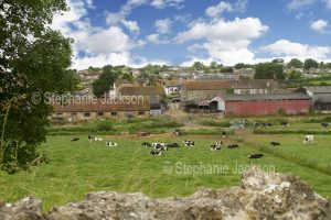 Milk production, farming, livestock, Dairy farm with Friesian / Holstein cattle / cows in field near barns and other farm buildings at Castleton, Dorset, England.