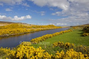 Landscape with stream and golden flowers of gorse near Melvich, Scotland.