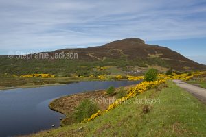 Landscape with loch and gorse in flower in the highlands of Scotland.
