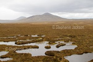 Scottish countryside / landscape. Forsinard Flows Nature Reserve, a vast blanket bog in Scotland on a cold and rainy day.