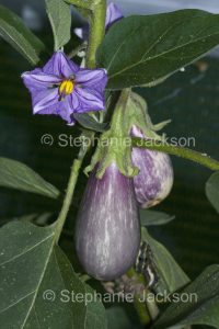 Purple Aubergine / egg plant growing with and leaves and flower