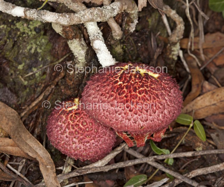 Australian fungi and toadstools, red toadstools / fungi, Boletellus ananas
