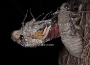 Double drummer cicada, Thopha saccata, during metamorphosis from beetle to winged insect