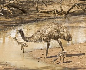 Australian emus, male with chicks, Dromaius novaehollandiae drinking