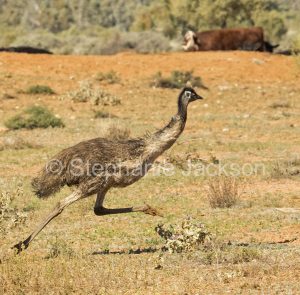 Australian emu, Dromaius novaehollandiae, running