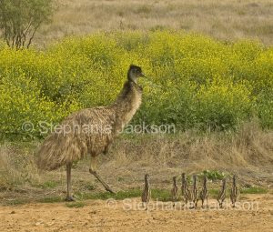 Male Australian emu, Dromaius novaehollandiae, with chicks