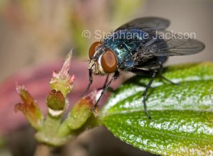 Australian insect, Blowfly, Calliphora species, on green leaf
