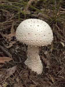 Australian fungi, white fungus / toadstool, Amanita species