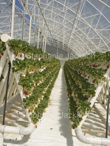 Rows of strawberries growing in a commercial hydroponic system in a greenhouse Australia