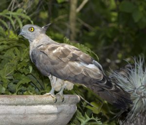 Pacific Baza / Crested Hawk