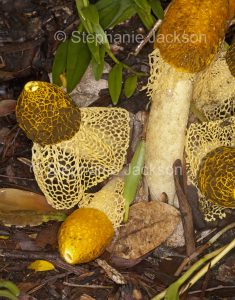 Australian fungi / toadstools, Phallus multicolor, stinkhorn fungus