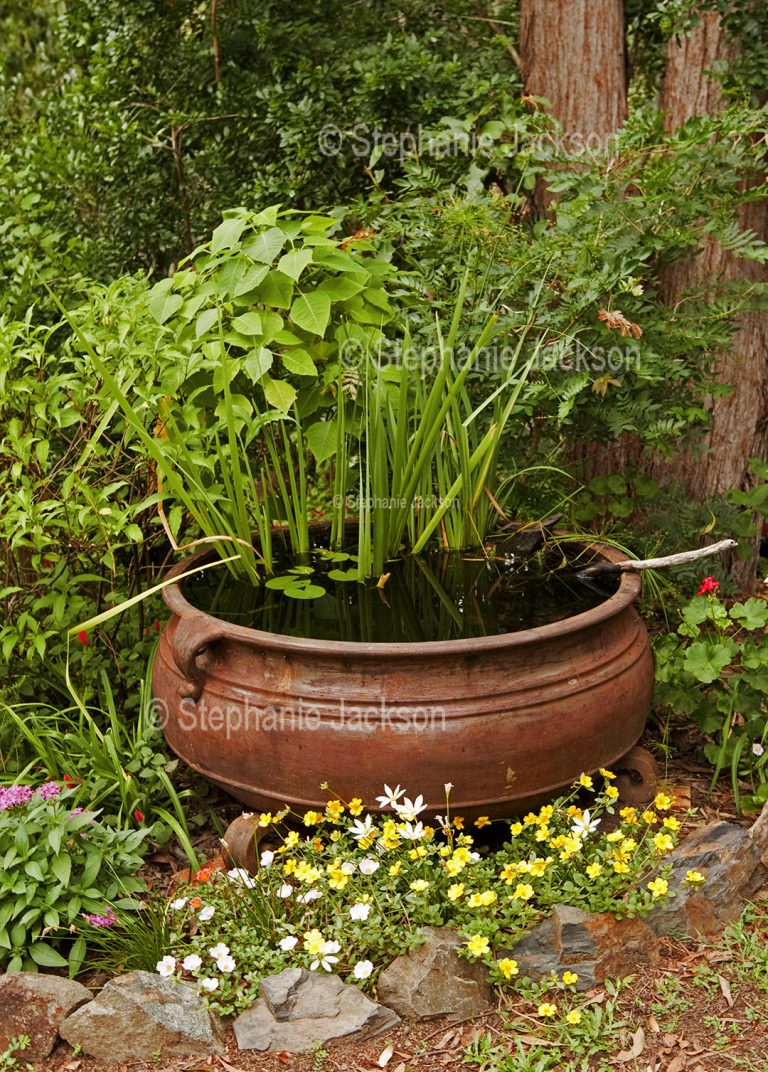 Australian gardening, pond / water feature with irises surrounded by flowering plants in Australia