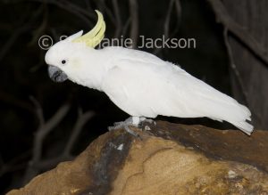 Sulphur-crested cockatoo, Cacatua galerita