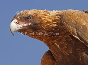 Face of Wedge-tailed eagle, Aquila audax