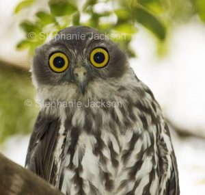 Australian nocturnal bird of prey, face of Barking Owl, Ninox connivens