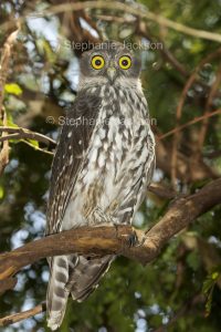 Australian nocturnal bird of prey, Barking Owl, Ninox connivens