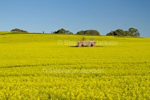 Field of flowering canola / rape seed with ruins of cottage in middle of crop