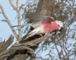 Australian galah, pink cockatoo, Eolophus roseicapilla