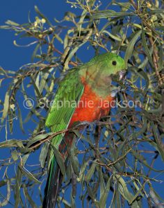 Australian king parrot, Alisterus scapularis, feeding on wattle seeds