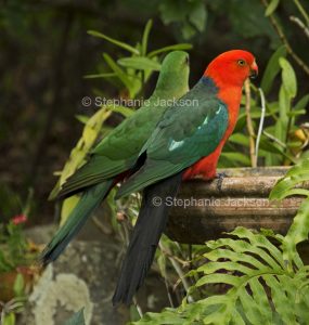Pair of Australian king parrots, Alisterus scapularis