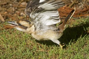 Australian kookaburra, Laughing Jackass, Dacelo novaeguineae, in flight