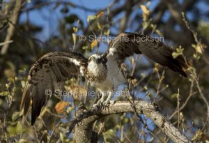 Eastern Osprey, Pandion cristatus