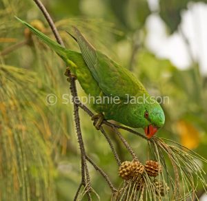 Scaly breasted lorikeet, Trichoglossus chlorolepidotus,