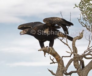 Wedge-tailed eagle, Aquila audax