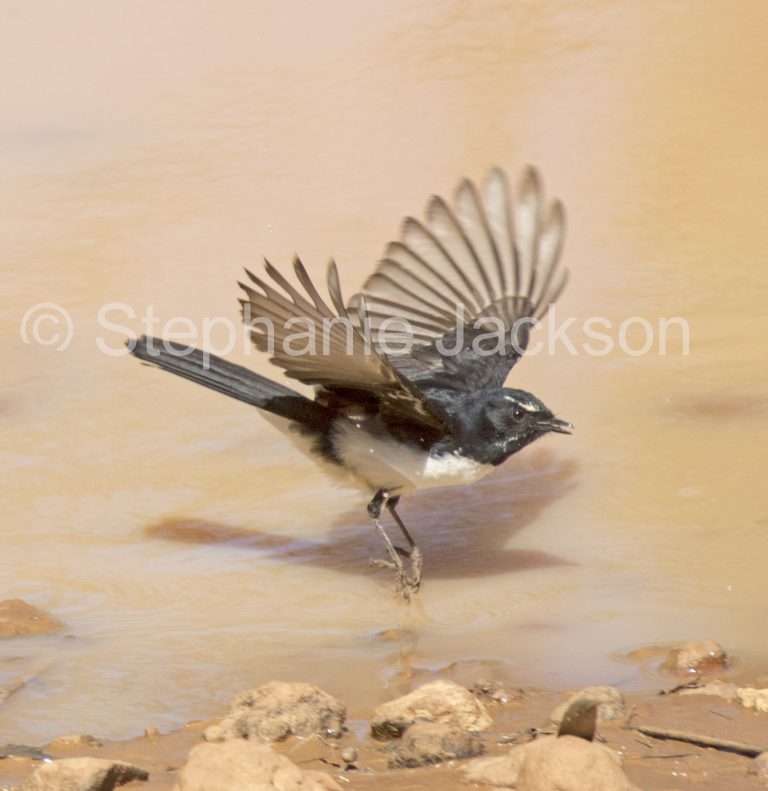 Willy / willie wagtail, Rhipidura leucophrys, in flight over water in outback Australia