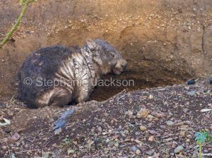 Australian wombat, Vombatus ursinus, with mange, in the wild in NSW Australia