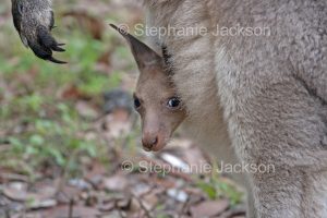 Australian animals, face of joey of eastern grey kangaroo, Macropus giganteus, peering from mother's pouch