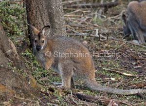 Australian animals, macropods, red necked wallaby, Macropus rufogriseus, in the wild